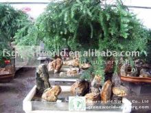 araucaria heterophylla bonsai trees