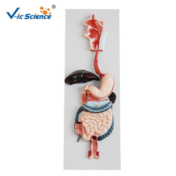 Human Digestive System Model