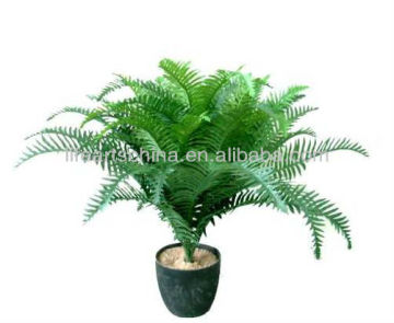 silk fern river fern bush bonsai