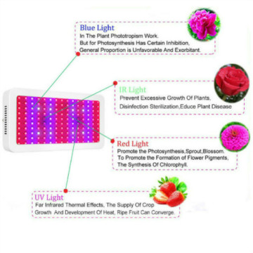 Semillas de tomate híbridas que crecen luces Led completo