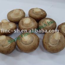 fresh thick shiitake fresh mushrooms
