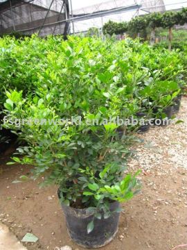 Murraya paniculata outdoor flower shrub