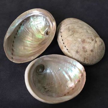 Australian Natural Shell Conch Home Decoration - White Abalone Shell (12-15cm)