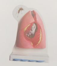 Cat Heart and Lung Anatomy Model