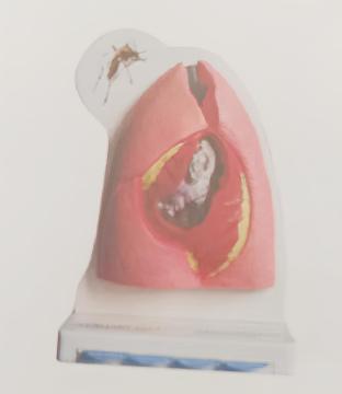 Cat Heart and Lung Anatomy Model