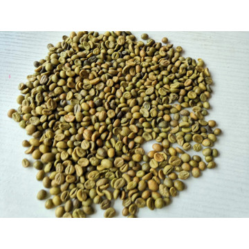 Extrait de grains de café vert acides chlorogéniques totaux 50%