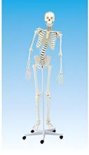 The model of female skeleton