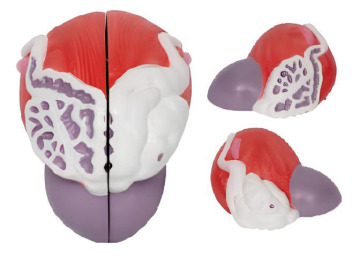 Bladder and prostate enlargement model