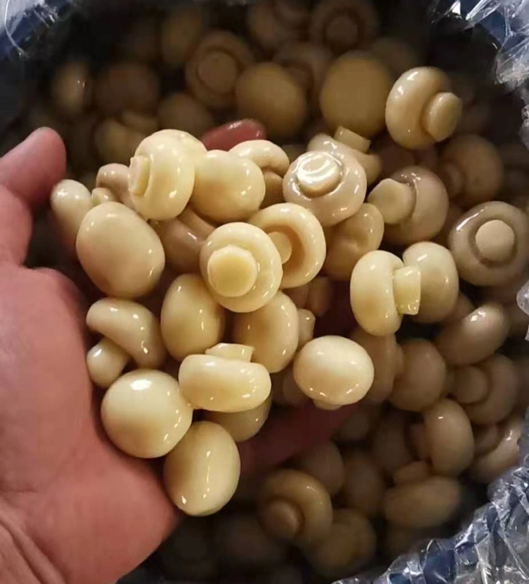 China Mushroom Whole Champignon in Drum