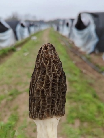 Frozen Cooked Morel Mushroom-400G