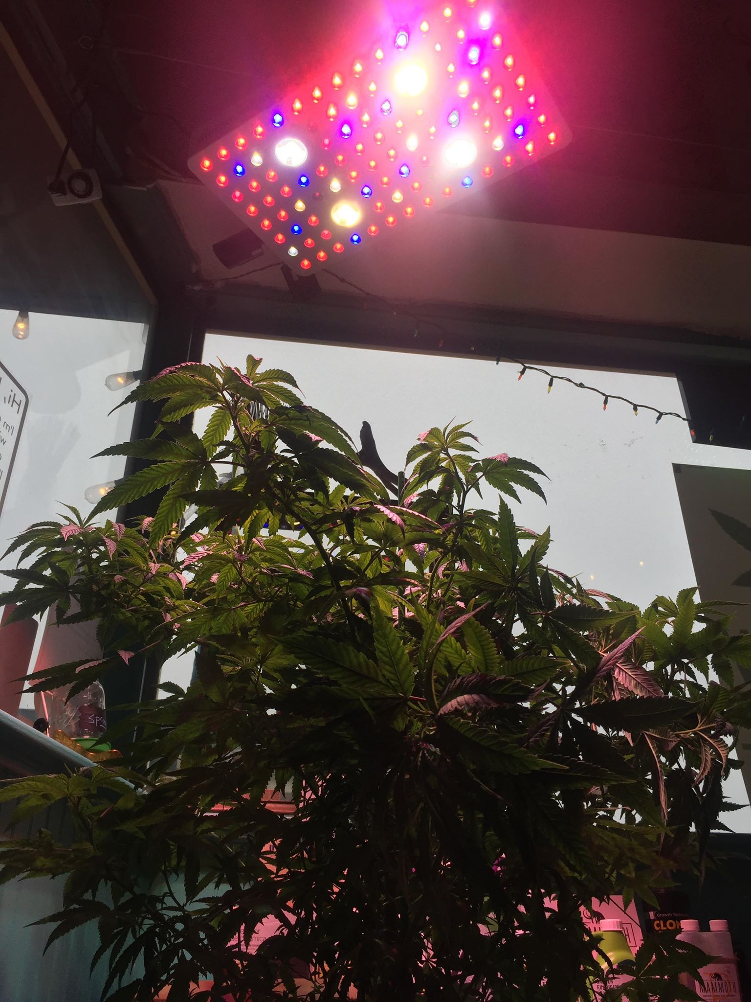 4x4 grow light led