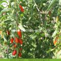 Lose Weight Fruit Nutrition Natural Tibetan Goji Berries