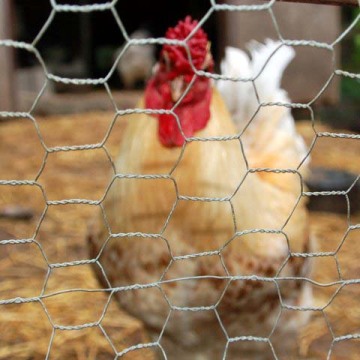 Wire Mesh For Chicken Coops