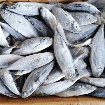 Manufacturers Seafrozen Horse Mackerel 16cm+ Eu Standards