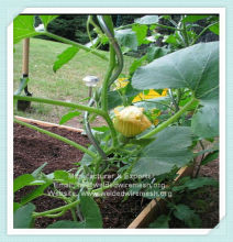 Galvanized Tomato Spiral Wires chinese factory