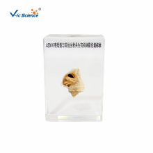 Symbiotic Specimens of Hermit Crab and Other Organisms