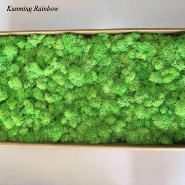 China Preserved Dried Moss in Boxes for Wreath Production