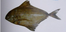 Black Pomfret Whole Sale