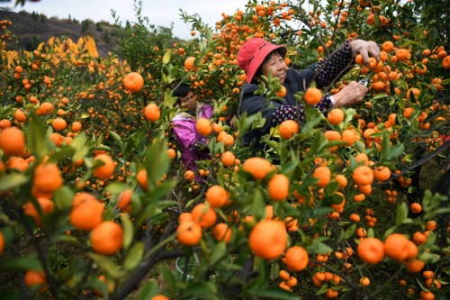 Bayi mandarin Nanfeng yang terkenal