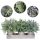 Conjunto de 3 mini plantas de eucalipto artificial em vasos