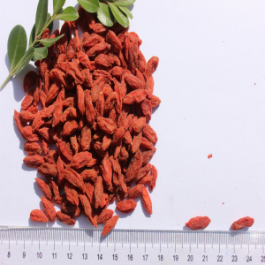 Goji organik tanaman baru untuk menurunkan berat badan