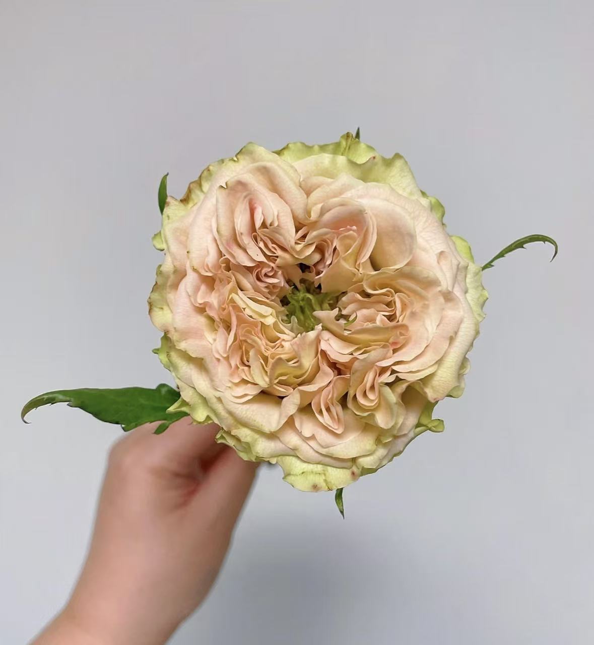 সাংগুয়ান ওয়ানের রোজ Shangguan Wan'er Rose