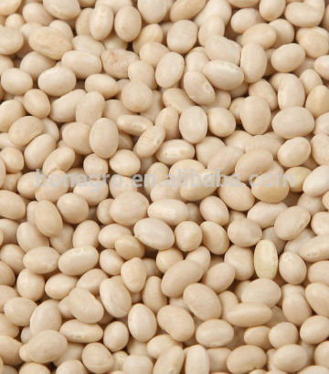 white pea bean, navy bean