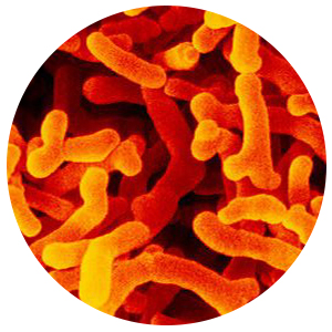 supply bulk Bifidobacterium Lactis powder for human and animal intestinal health