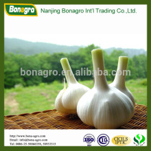 Garlic/Natural garlic price china supplier