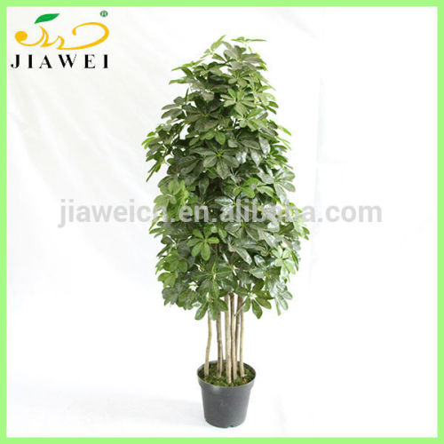 decorative indoor tree plants