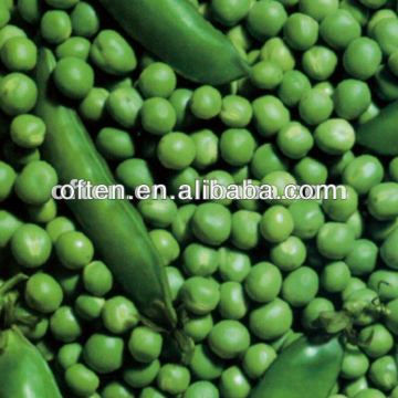 dry green pea