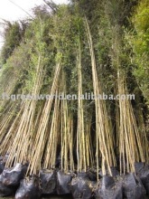 Phyllostachys aurea potted bamboo plants