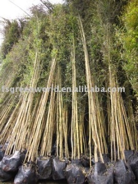 Phyllostachys aurea potted bamboo plants