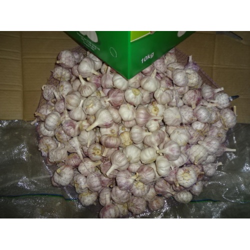 Loose Carton Normal White Garlic