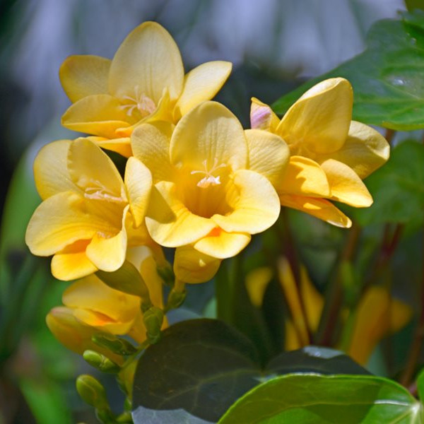 Óleo de fragrância de alta concentração de frésia