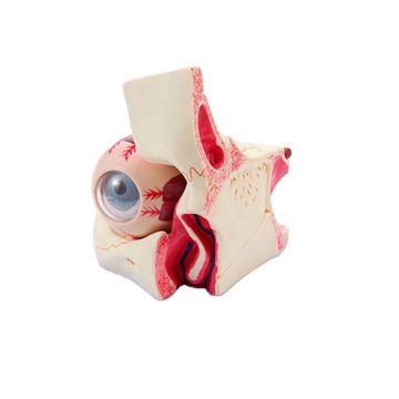 High Quality 3x Enlarged Removable 9-Part Eye Anatomy Model for Education