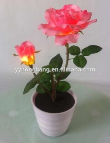 natural rose flowers