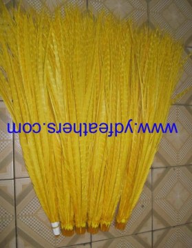 bleached and dyed yellow lady amhurst side tail feathers