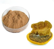High quality phellinus igniarius extract