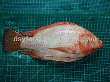 Red Tilapia for Sale