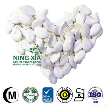 White Skin Snow 13CM Pumpkin Seed