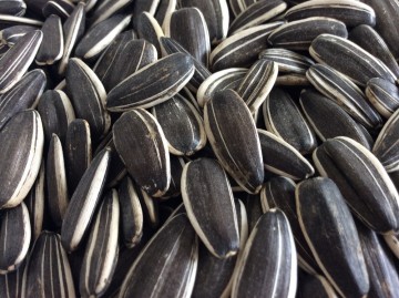 Sunflower seed ton price