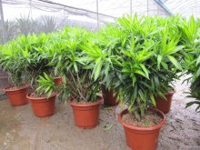 Dracaena reflexa indoor plants