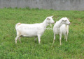 تغذية الإنزيمات المعقدة المضافة للماشية أو البقرة