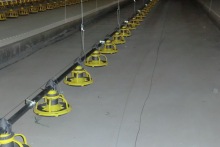 MALE BREEDER FEEDING SYSTEM