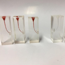 Endo Training Block Tooth Model with Nerve