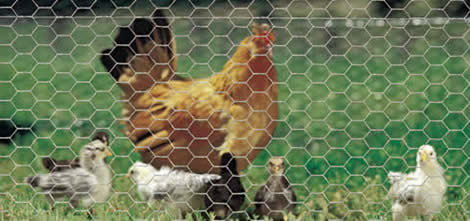 2014 Hot Sale Poultry Netting for Chicken and Animal