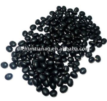 black bean with green kernel