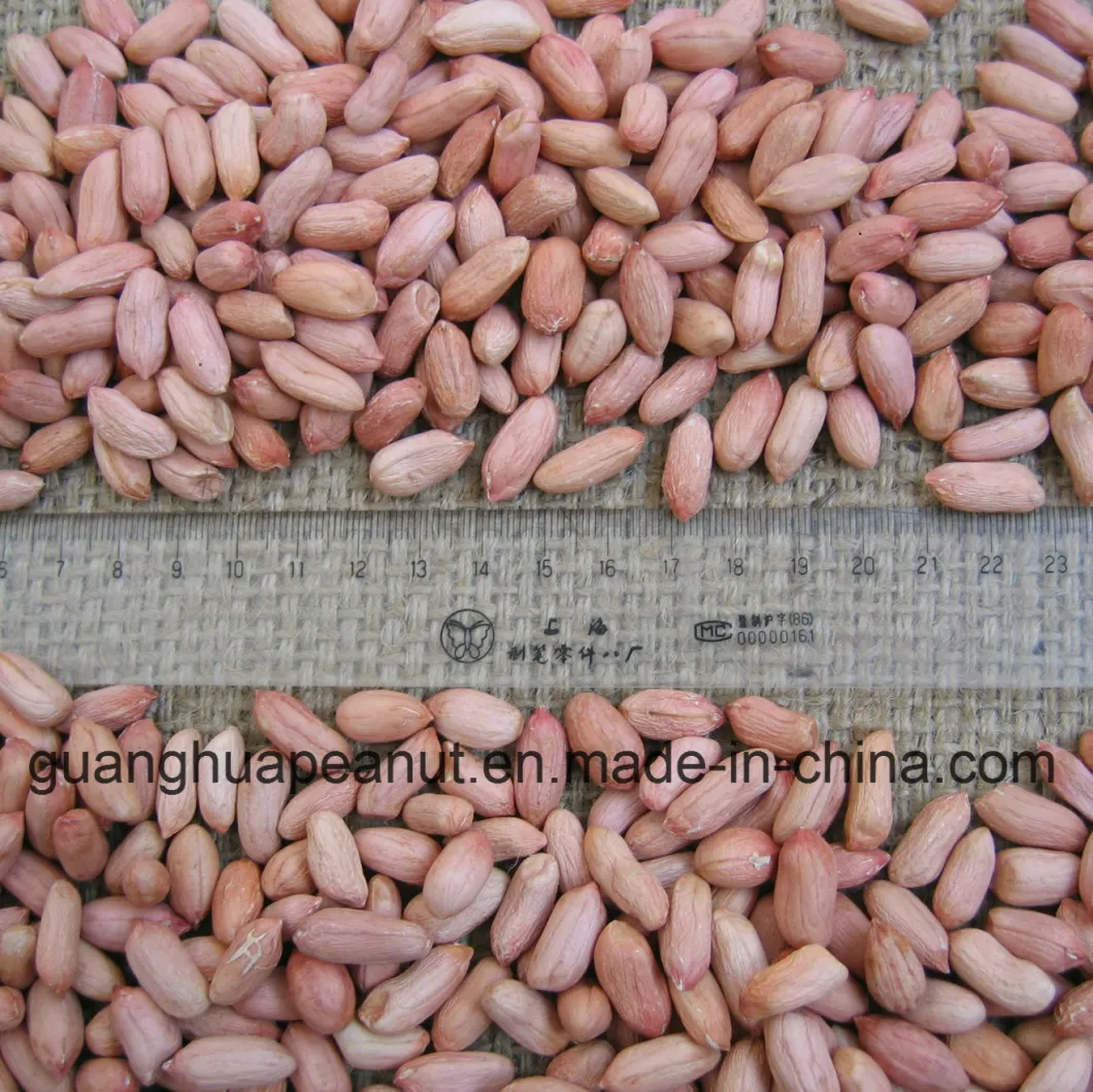 Factory Price Long Shape Peanut Kernels 20/24