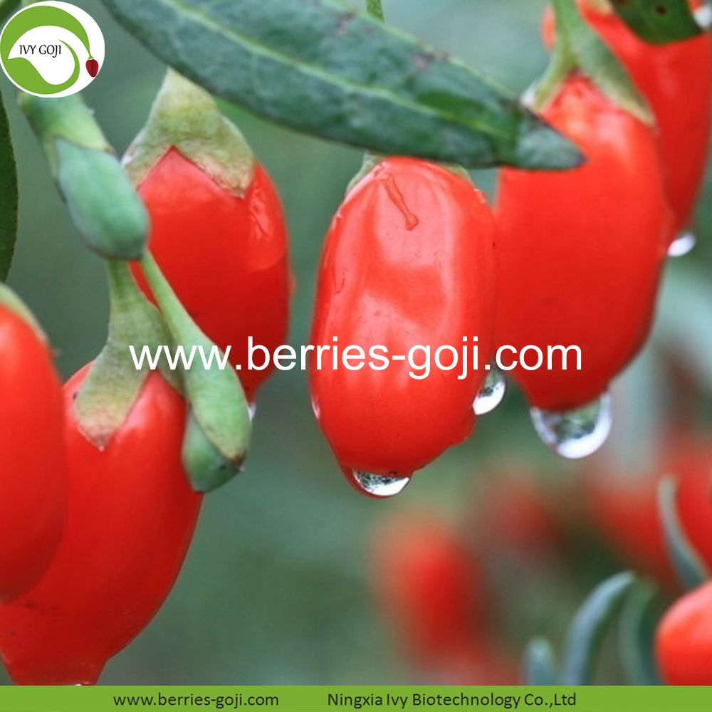 goji berry